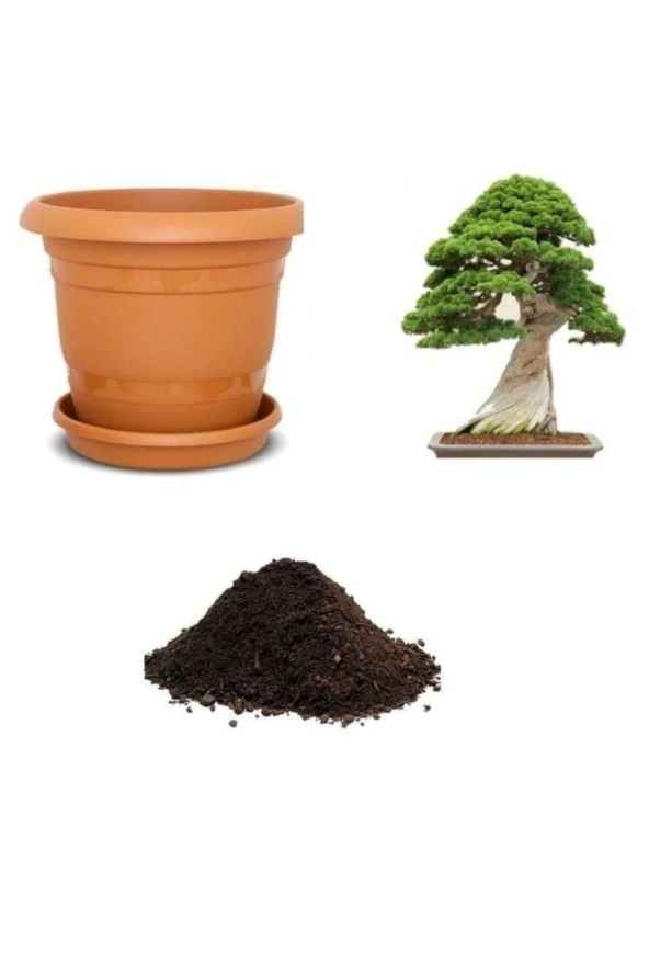 Okaliptüs Bonzai Ağacı Tohumu Ekim Seti