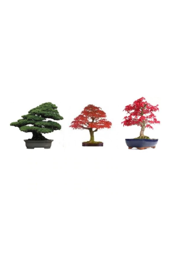 3'lü Bonsai Ağacı Ekim Seti Acer Rubrum Selvi Çınar Bonzai Ağacı Tohumu Kombin