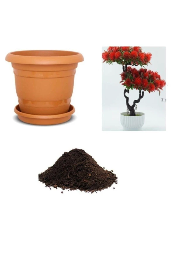 Nadir Ithal Callistemon Bonzai Ağacı Tohumu Ekim Seti