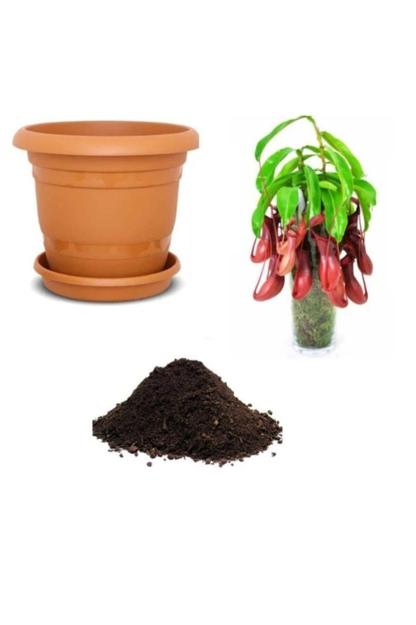Ithal Nepenthes Tohumu Ekim Seti