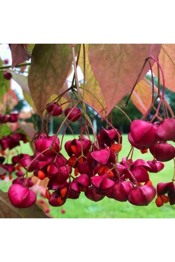 Euonymus Planipes Çiçek Tohumu