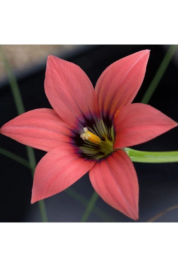 Romulea Obscura Subtestacea Çiçek Tohumu