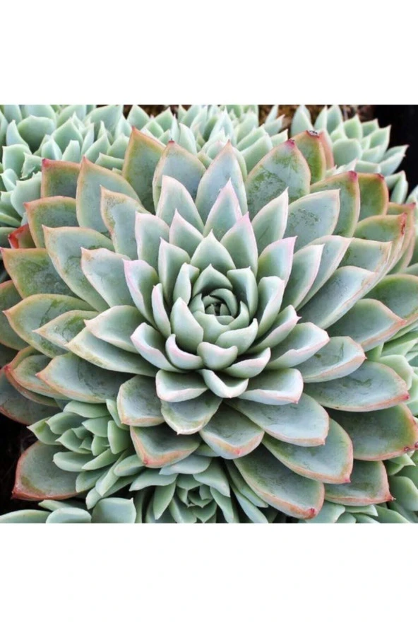 Echeveria Violet Queen Sukulent Tohumu