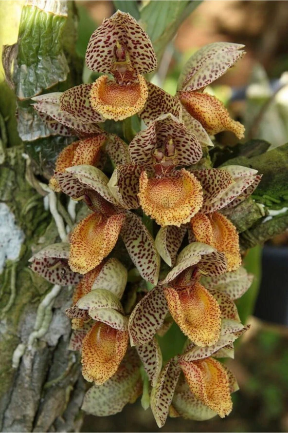 Ayc Botanik Sütlü Kahve Orkide Çiçeği Tohumu 10 15 Adet