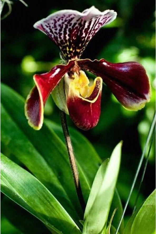 Ayc Botanik Tavuskuşu Orkide Tohumu 10 Adet