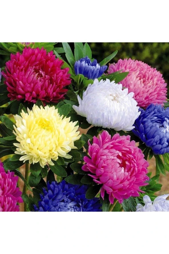 Aster Papatyası (ponpon Papatya) Tohumu 10 12 Adet