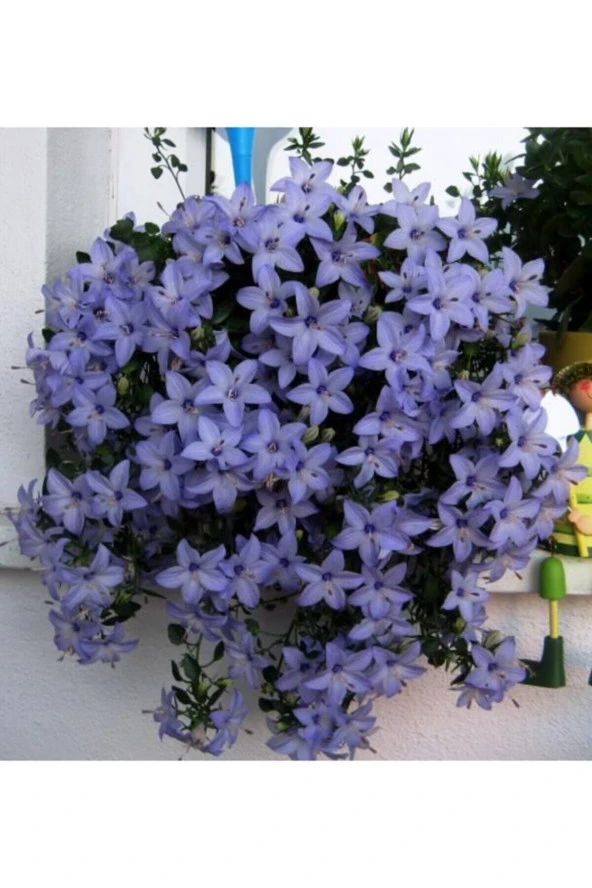 Campanula Mavi Çan Çiçeği Tohumu 10 12 Adet