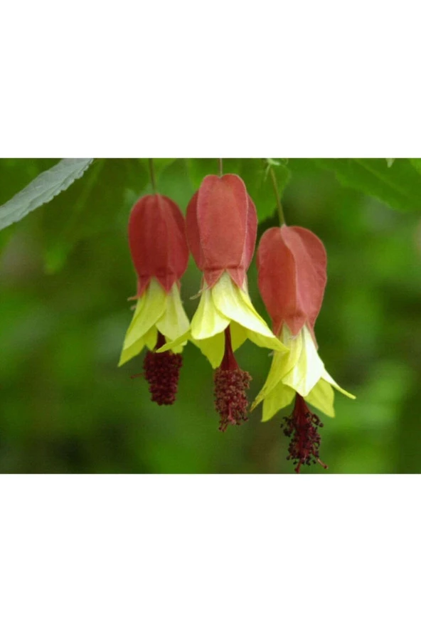 10 Adet Özel Renkli Abutilon Hybridum Çiçek Tohumu Ithal