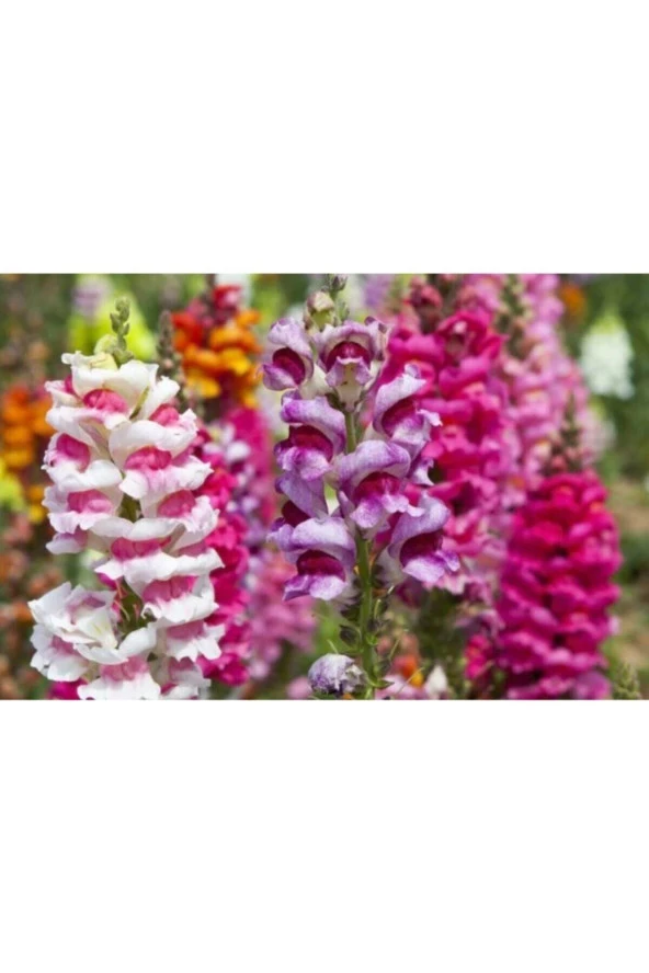 Ayc Botanik 10 Adet Karışık Renkli Aslanağzı Çiçeği Tohumu