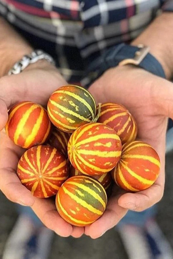 Kırlangıç, Kokulu Süs Kavunu Tohumu / 5 Adet Şamama Tohumu