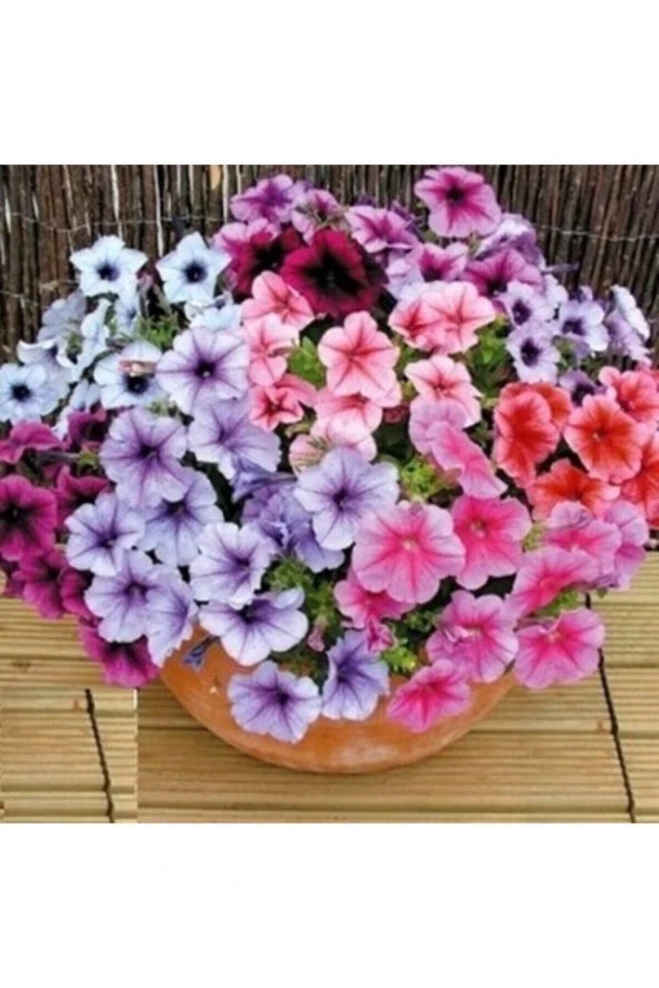 Ayc Botanik 30 Adet Karışık Renklerde Bodur Petunya Tohumu Ithal