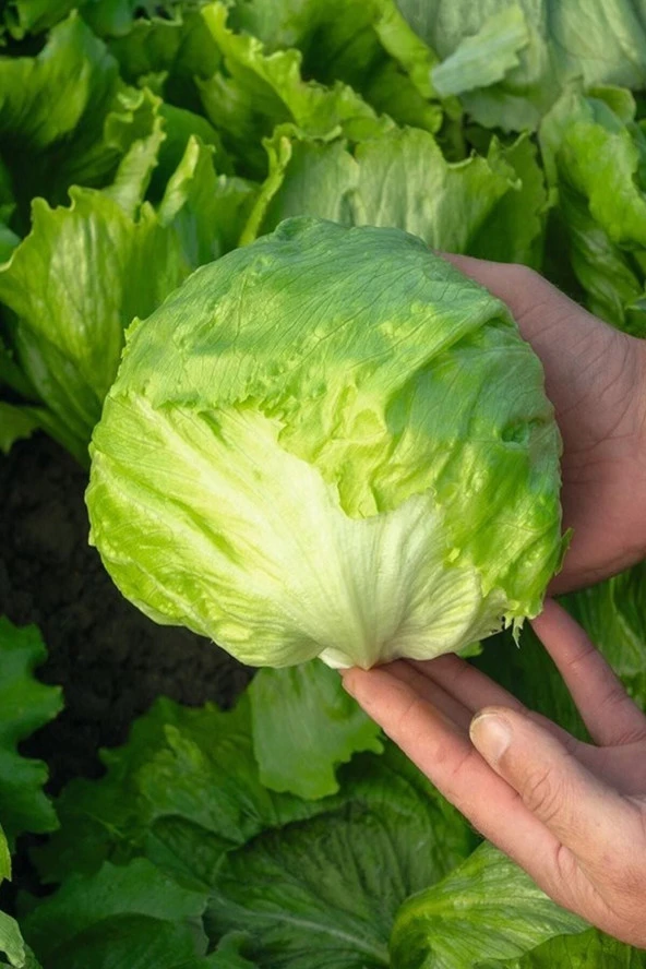 Iceberg Göbek Marul Tohumu / 20 Adet Tohum