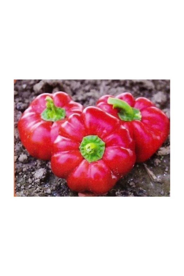 Ayc Botanik Nadir Ithal Peynir Biberi Tohumu 5 Adet Tohum Biber Tohumu - 2