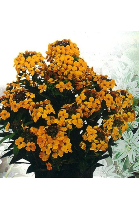 Ayc Botanik 20 Adet Sarı Şebboy Çiçeği Tohumu