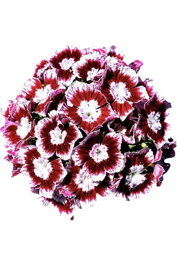 20 Adet Dianthus Barbatus Çiçeği Tohumu