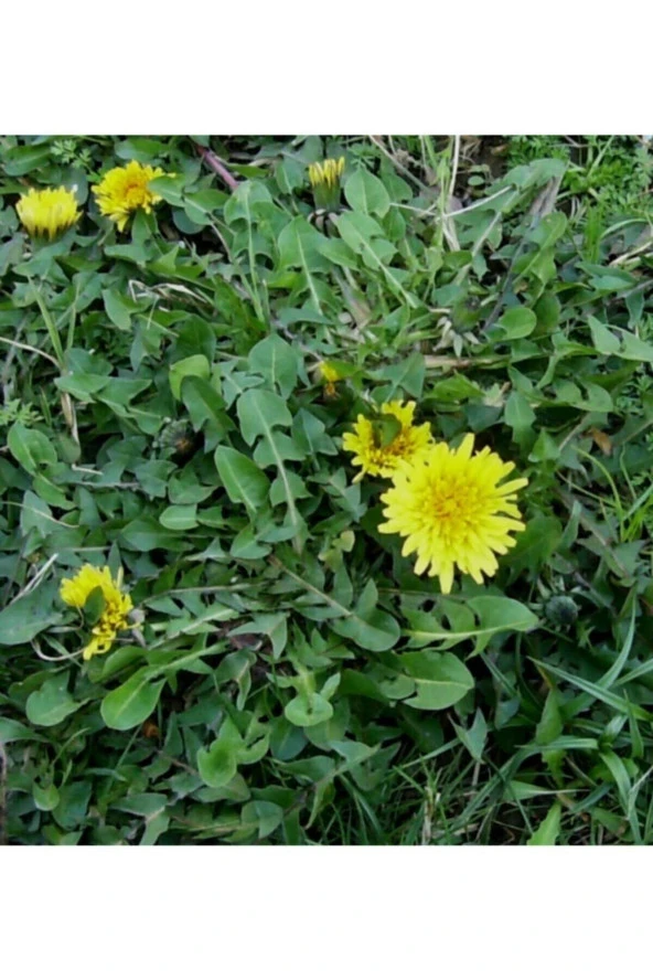 Ayc Botanik 10 Adet Karahindiba Tohumu