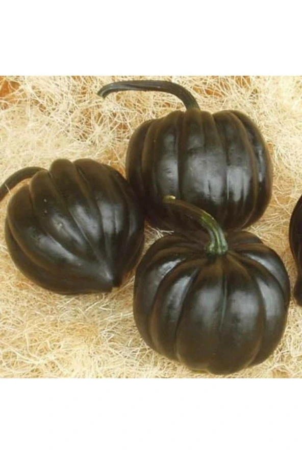 Ayc Botanik 5 Adet Royal Ice Siyah Bal Kabağı Tohumu