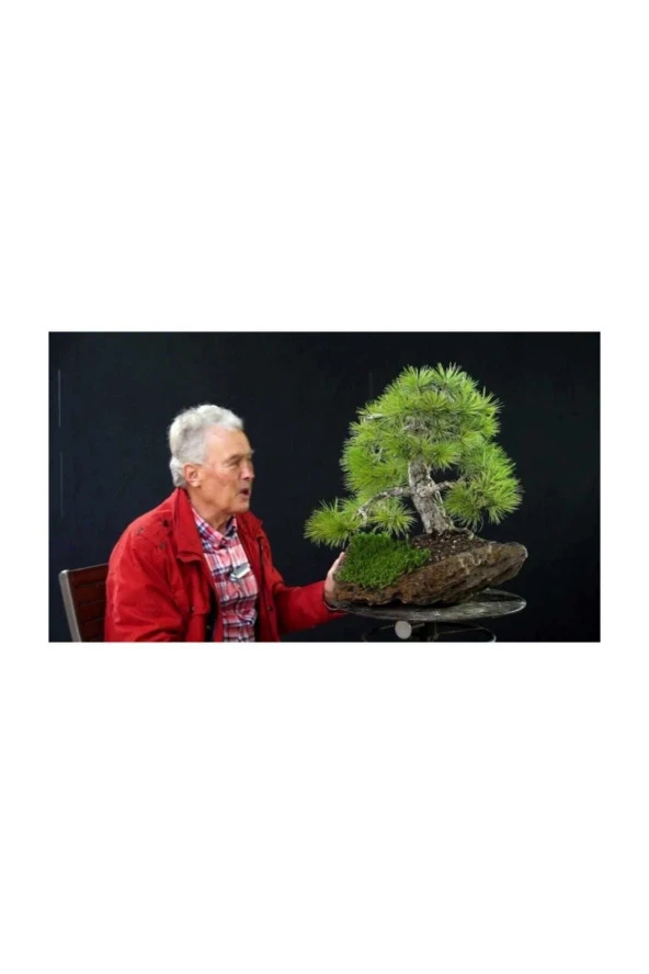 Karaçam Bonzai Ağacı Tohumu 5 Adet Bonsai Ağacı Tohumu