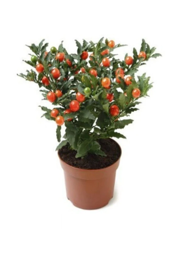Çam Tohumculuk Cherry Saksılık Domates Tohumu 10 Adet Tohum