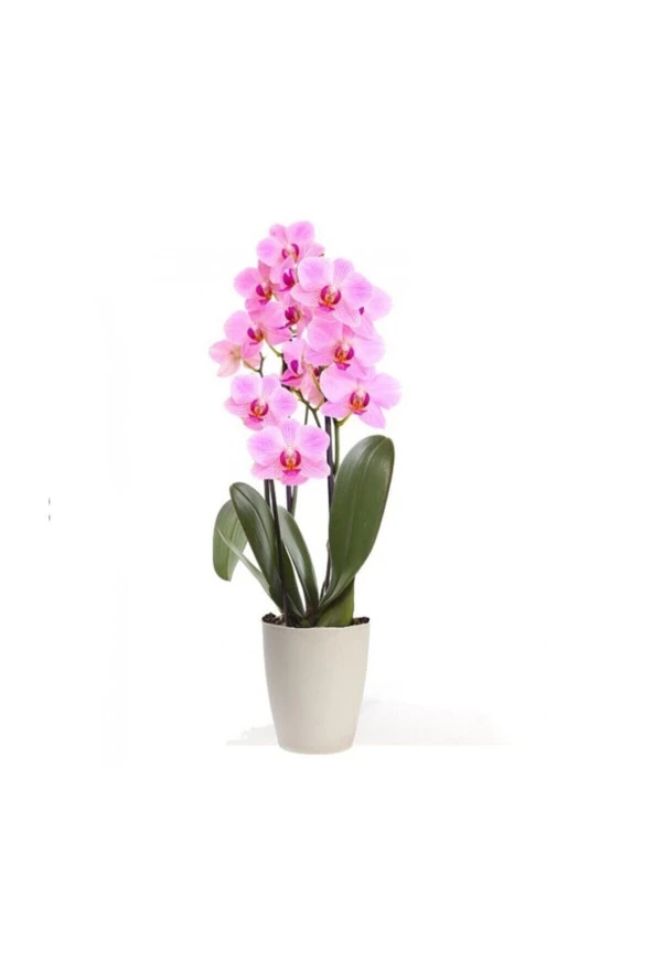 Pembe Orkide Tohumu 5 Adet Tohum Phalaenopsis Çiçek Tohumu