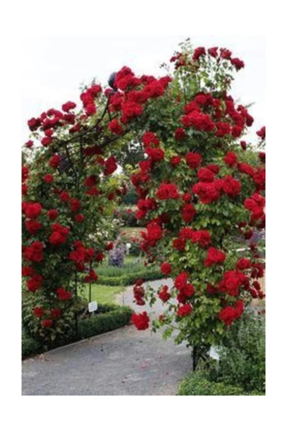 Ayc Botanik Ithal Nadir Kırmızı Sarmaşık Gül Tohumu 5 Adet