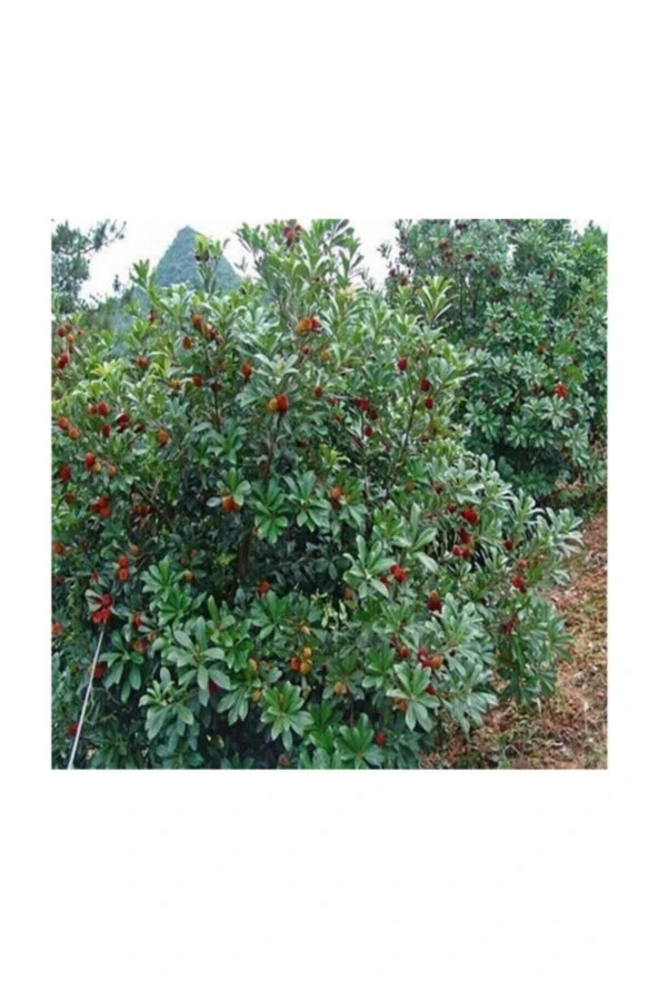Tropikal Çin Çileği Tohumu 2 Adet Tohum Myrica Çilek
