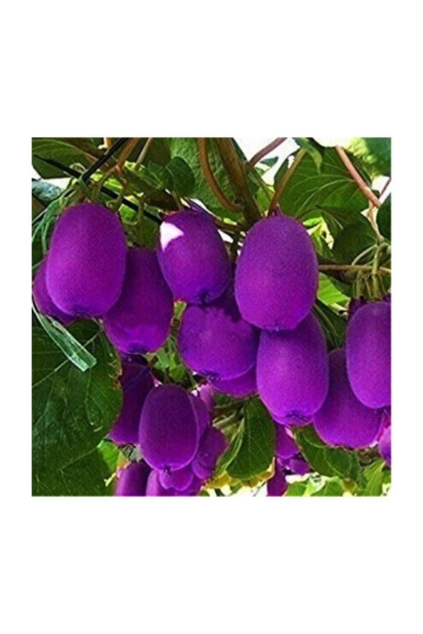 Nadir Ithal Mor Kivi Ağacı Tohumu 5 Adet Tohum Purple Kivi