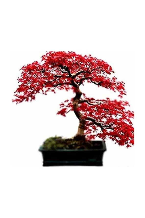 Bodur Acer Rubrum Bonzai Ağacı Tohumu 5 Adet Bonsai Ağacı Tohumu