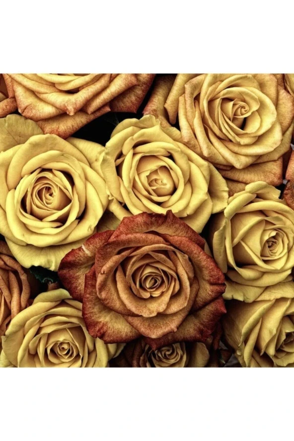 5 Adet Gold Rose Gül Tohumu