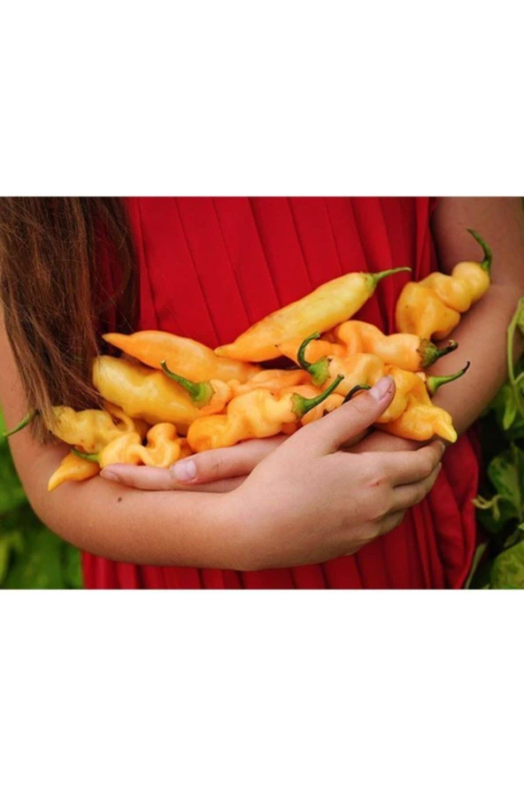 Rush Peach Acı Biber Tohumu