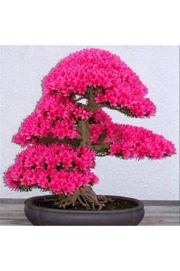 Japon Sakura Bonsai Ağacı Tohumu 3 Adet