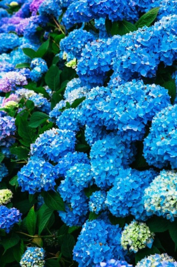 Canlı Ortanca Çiçeği Fidanı-mavi Aşılı Tüplü
