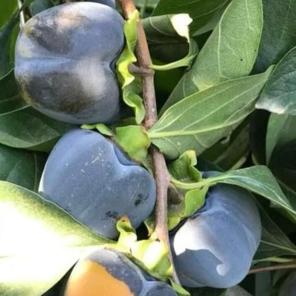 Özel Tür Tüplü ve Aşılı Black (Siyah) Trabzon Hurma Fidanı (Diospyros Kaki L.) - 2