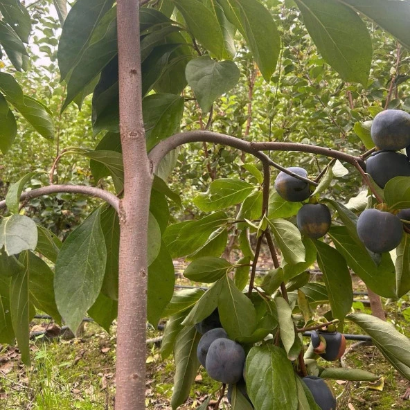 Özel Tür Tüplü ve Aşılı Black (Siyah) Trabzon Hurma Fidanı (Diospyros Kaki L.) - 3