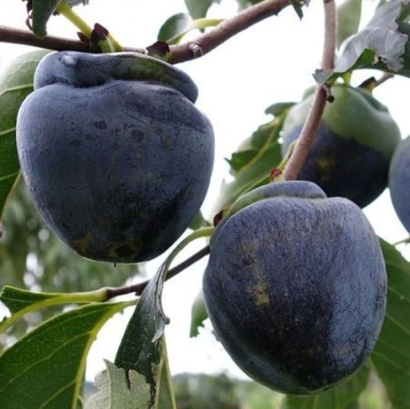 Özel Tür Tüplü ve Aşılı Black (Siyah) Trabzon Hurma Fidanı (Diospyros Kaki L.) - 5