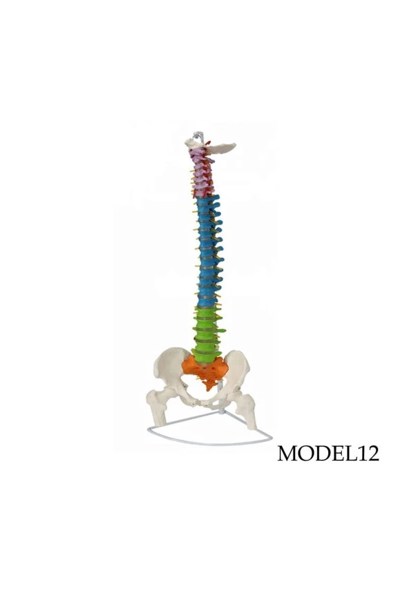 Renkli Femur Eklemli Omurga Iskeleti 85 Cm (omurilik Ve Sinir Modeli) Model 12