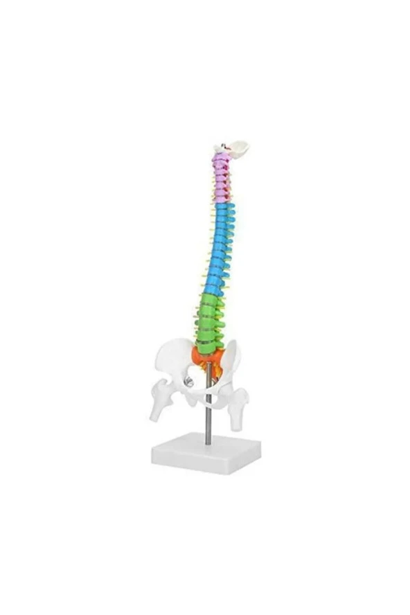 Renkli Tam Boy Hareketli Femur Eklemli Omurga Iskeleti 45 Cm (omurilik Ve Sinir Modeli) Model 38