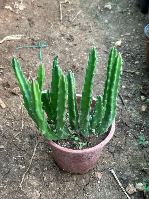 Büyük Boy Leş Kaktüs (Saksısa ve Çiçek Açar Durumda) - Resim 2