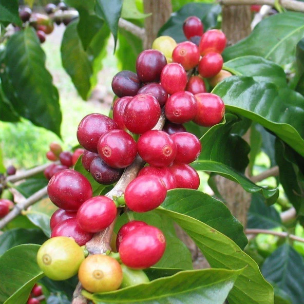 Sınırlı Sayıda Arabica Kahve Fidanı (Büyük Boy, Tüplü)