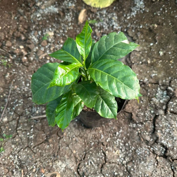 Sınırlı Sayıda Arabica Kahve Fidanı (Büyük Boy, Tüplü) - 3