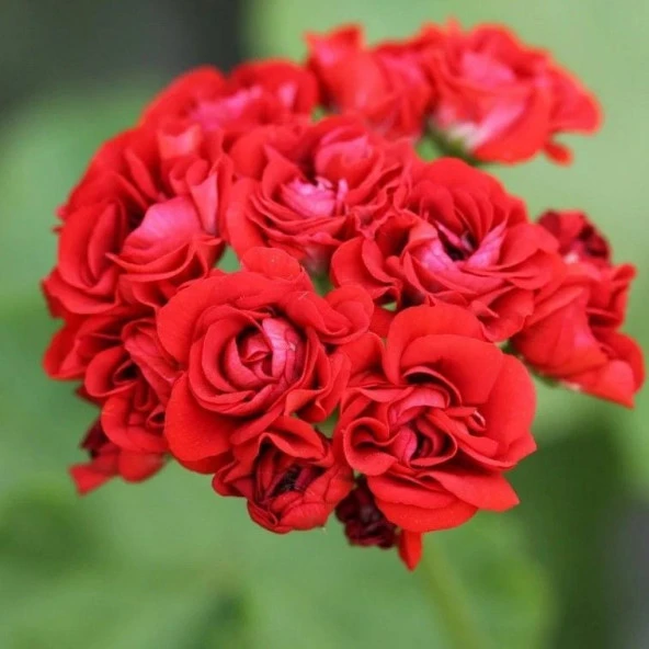 Nadir Bornholm Gül  Sardunya Çiçeği Fidesi( 1 Adet Anaç Bitki)