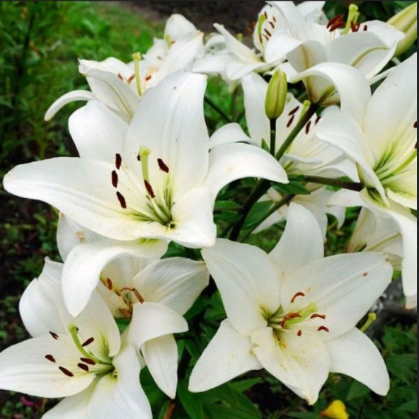 Lily Oriental White Kokulu Beyaz Çiçekli Zambak Soğanı  (1 adet )
