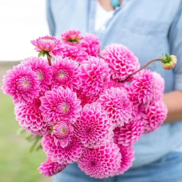 Büyük Çiçekli Pink Silvia Yıldız Dahlia Çiçeği Soğanı Yumrusu (1 adet)