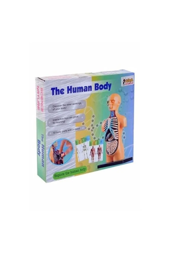 Asya Human Body Kutulu İnsan Vücudu 3305
