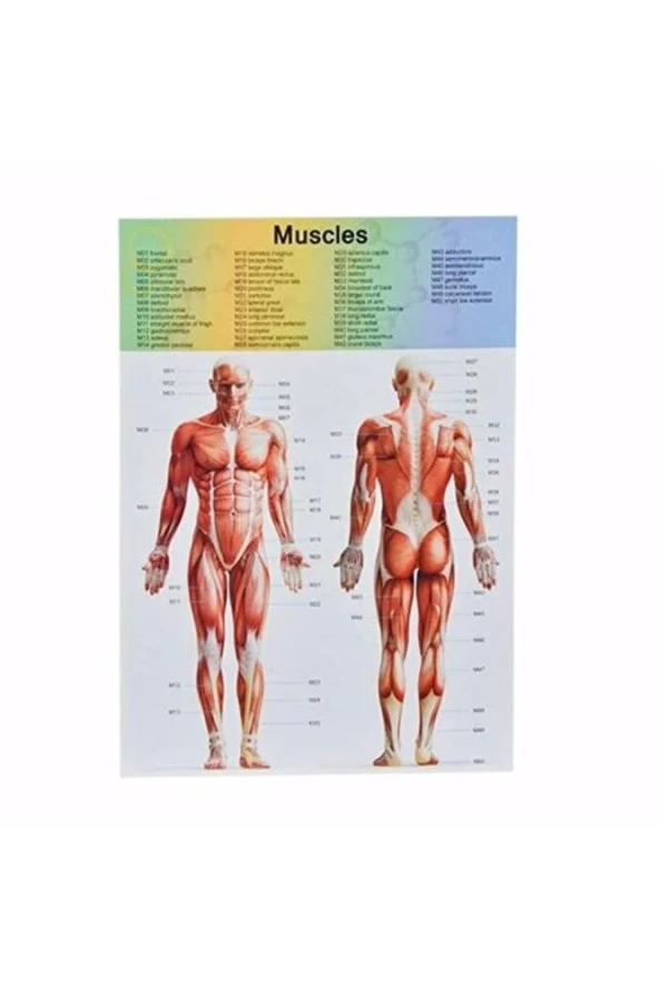 Asya Human Body Kutulu İnsan Vücudu 3305 - Resim 2