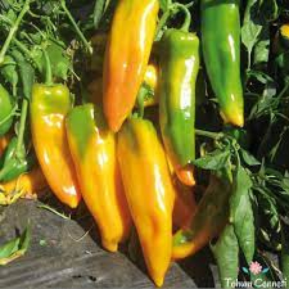 Sarı Kapya Biber Tohumu 25 Adet Tohum - Resim 4