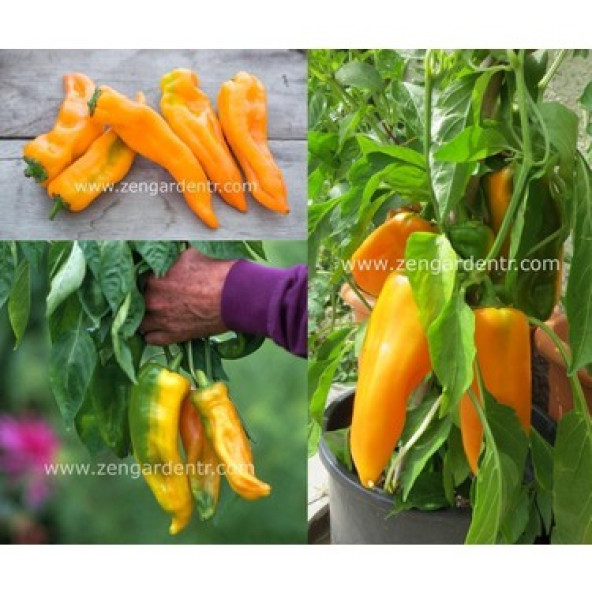 Sarı Kapya Biber Tohumu 75 Adet Tohum - Resim 2