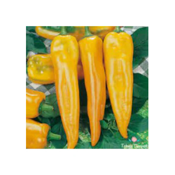 Sarı Kapya Biber Tohumu 75 Adet Tohum - Resim 5