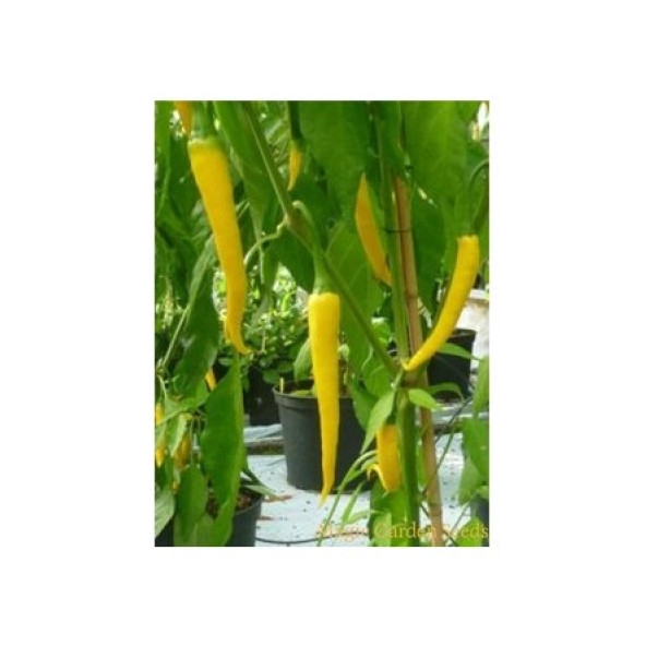 Sarı Kapya Biber Tohumu 75 Adet Tohum - Resim 6