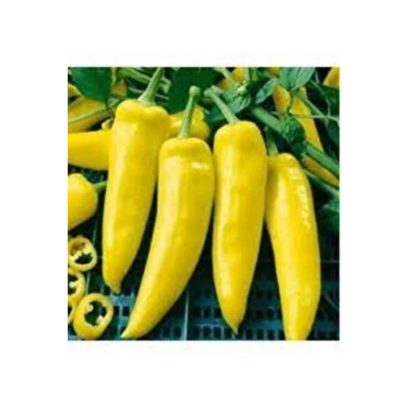 Sarı Kapya Biber Tohumu 75 Adet Tohum - Resim 7